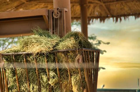 Grass in a basket in sunset 库存照片