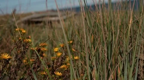 Grass by the bay Stock Footage 42060135