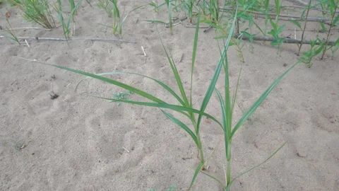 Grass on the beach blowing in the wind Video stock 132658836