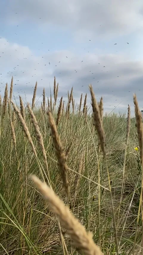 Grass Beach Cinematic Slow Motion  At Crosby, Merseyside Video stock 169079919