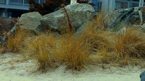 Grass at the Beach During The Winter Stock Footage 45371143