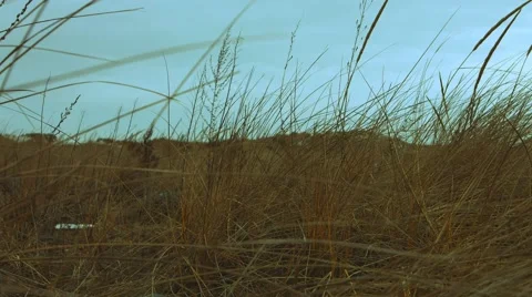 Grass at the Beach During The Winter Stock Footage 45371894