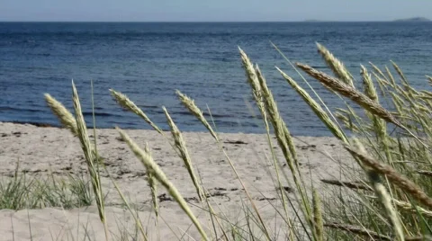 Grass at beach Video stock 483782