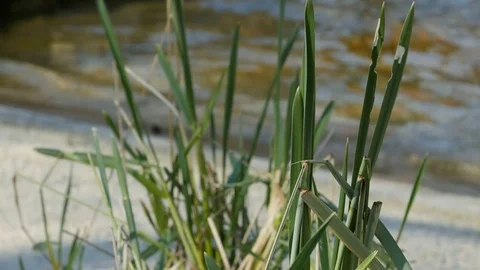 Grass on the beach Stock Footage 74219937