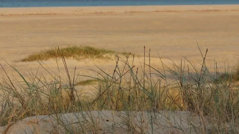 Grass at the Beach 스톡 동영상 147982019