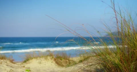 Grass On The Beach Stock Footage 247336629