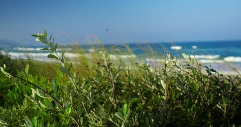 Grass on the Beach Stock Footage 247336634