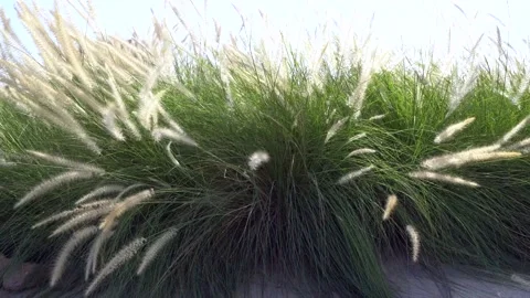 Grass on the beach moving because of light wind at bright summer day Stock Footage 140789416
