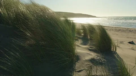 Grass on beach moving in strong wind in the late evening Stock Footage 301757235