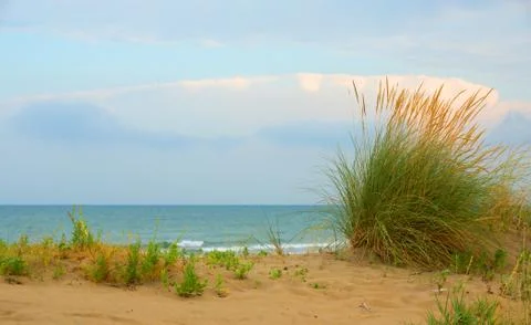Grass on the beach Stock Photos