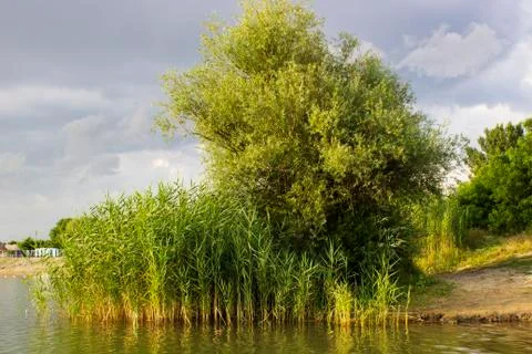 Grass beach Stock-Fotos