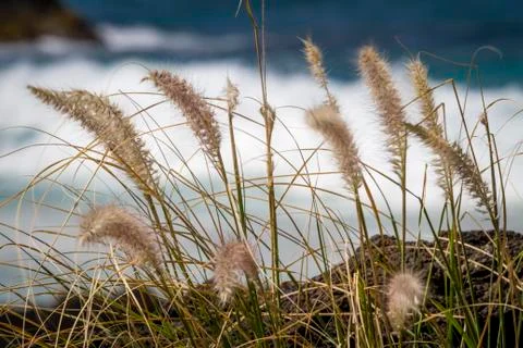 Grass on the Beach 库存照片