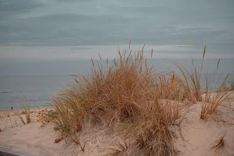 Grass at the beach 스톡 사진