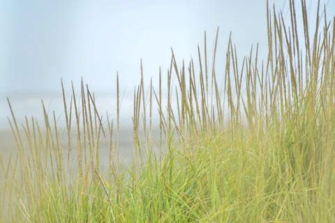 Grass on beach Stock Photos