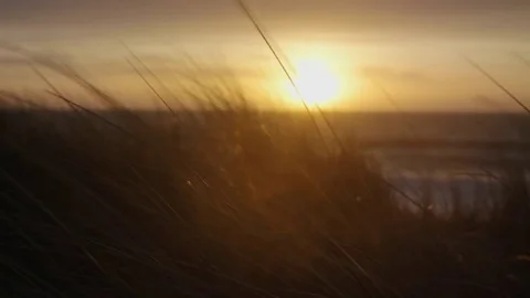 Grass on Beach at Sunset 스톡 동영상 85451134