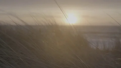 Grass on Beach at Sunset - Log 스톡 동영상 85451000