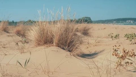 Grass on the beach,herbs in the grass Stock Footage 84823508