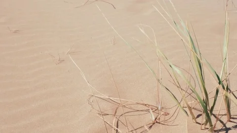 Grass on the beach,herbs in the grass Stock Footage 84850804