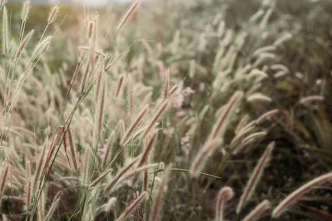 Grass with the beauty. Stock Photos