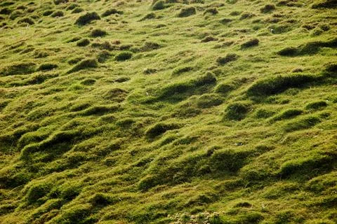 Grass Bed on Rough Land Stock Photos