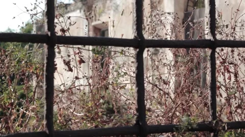 Grass behind bars Stock Footage 41314082