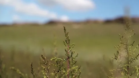The grass, behind which is a blurred rocky hill in the background. Stock Footage 258113832