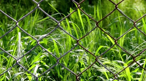 Grass-behind-wire Stock Footage 53758225