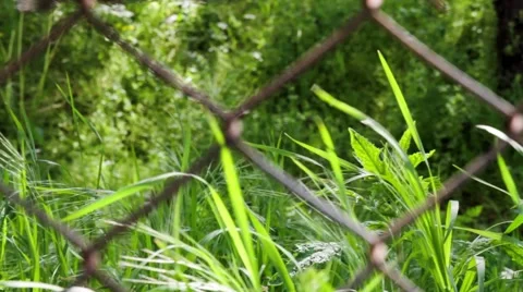 Grass-behind-wire Stock Footage 53758233