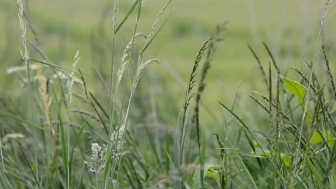 Grass Being Blown By Breeze Stock Footage 133207867