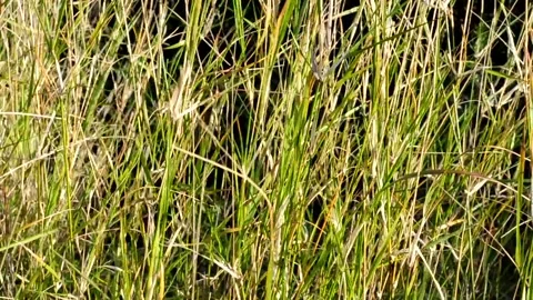 Grass being moved by the wind Stock Footage 235984529