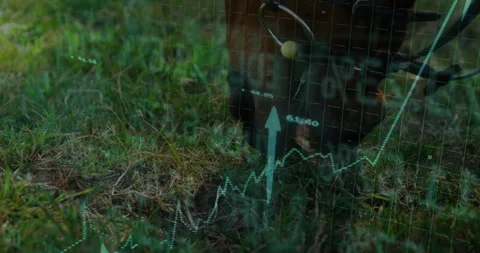 Grass being overlaid with translucent digital grid lines, upward arrow and Stock Footage 307464356