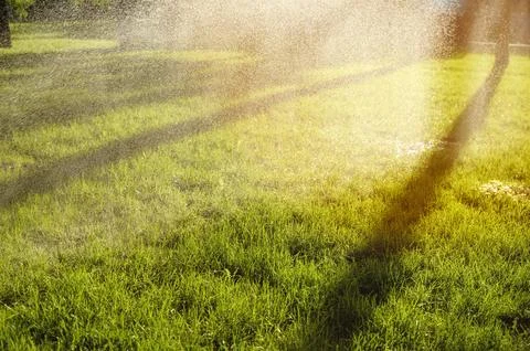 Grass being watered from above under bright sun. Long tree shadows Stock Photos