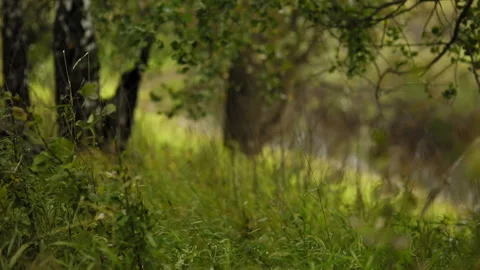 Grass bends under the pressure of the wind Video stock 93542706