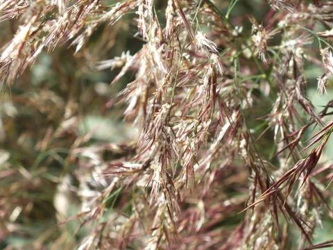 Grass with bent leafs and bud. Stock Photos