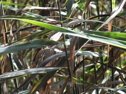 Grass with bent leafs and bud. Stock Photos