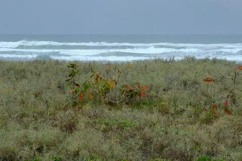 Grass beside the beach Stock Photos