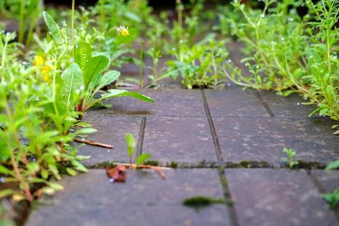 Grass between paving slabs. Stock Photos