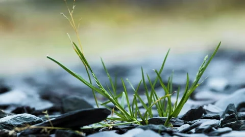 Grass between pebbles Vídeo Stock 263756364