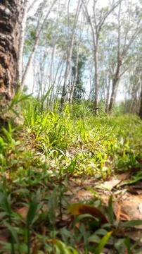 Grass between trees Stock Photos