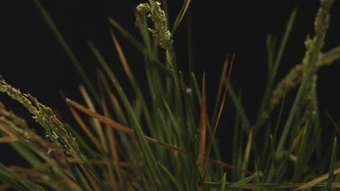 Grass on black, allergy Stock Footage 146409880