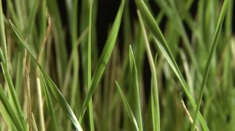 Grass - black background Stock Footage 1067903