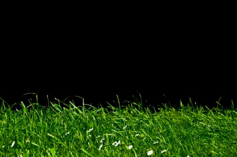 Grass with black background Stock Photos