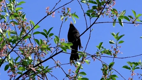 Grass black. 스톡 동영상 89422718