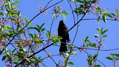 Grass black. 動画素材 89423485