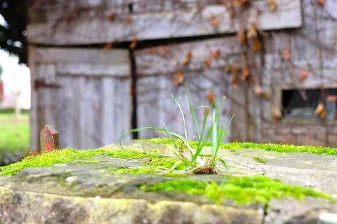 Grass blade before cabin Stock Photos