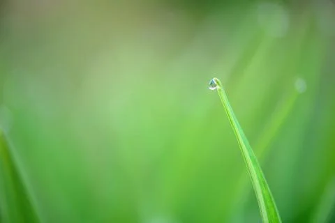 Grass blade with dewdrop on blurred background Stock Photos
