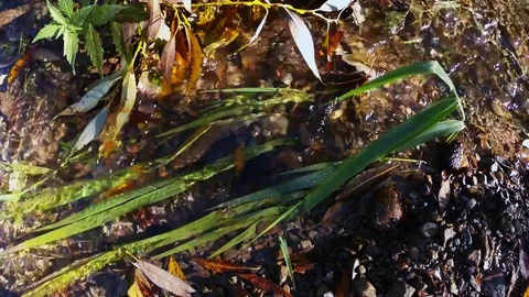 Grass blade in flowing water Stock Footage 81253028