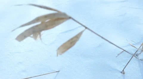 Grass blade Vídeo Stock 22220612