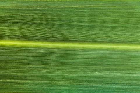Grass blade green leaf close-up. Veins of the leaf. Stock Photos