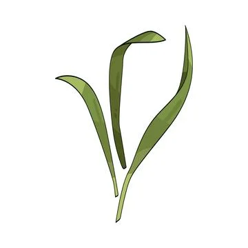 Grass blade illustration Ilustración de archivo